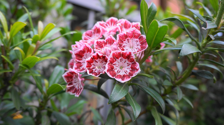 close-up shot of mountain laurel flowers 