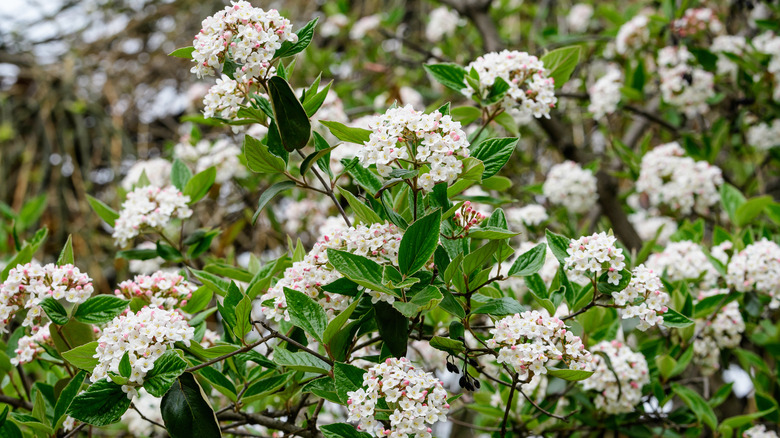 arrowwood viburnum with white flowers