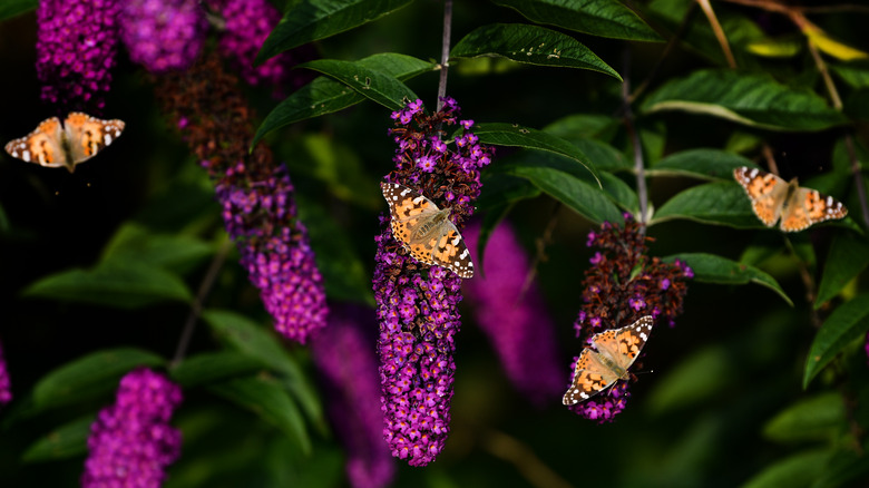 butterflies on a butterfly bush shrub