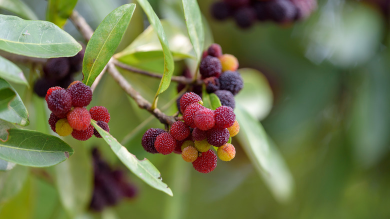 red bayberry fruits on branch