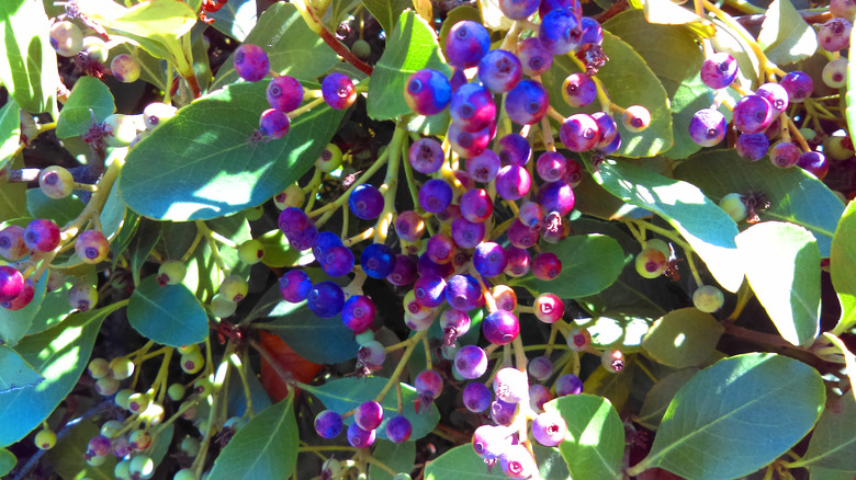 inkberry holly plant outdoors