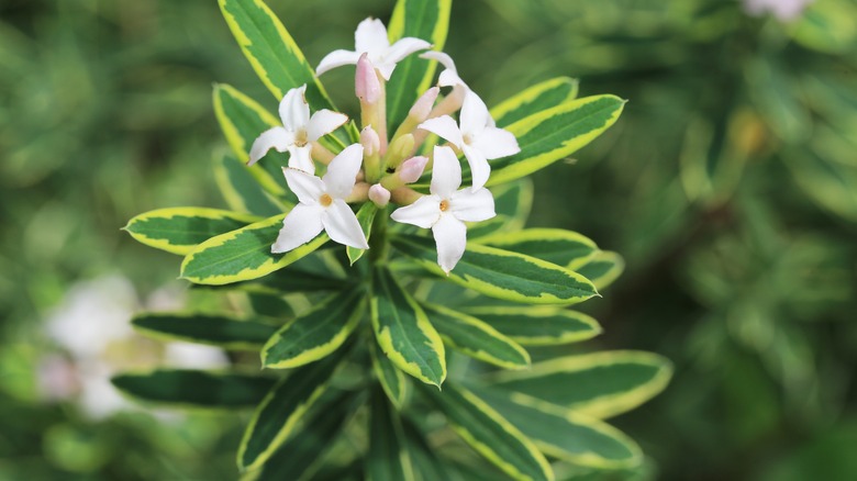 daphne blooming white flowers