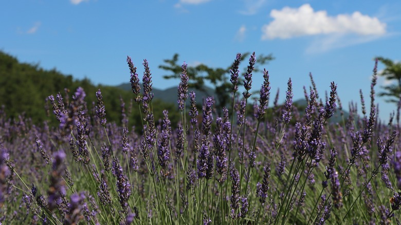 sunny field of english lavender