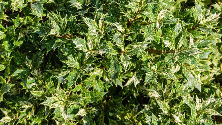 false holly with variegated leaves