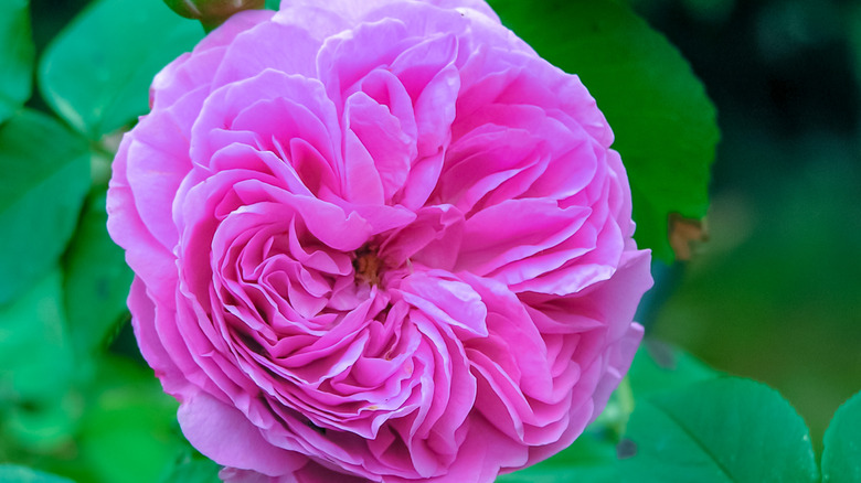 15 Different Rose Bush Types You Should Know About