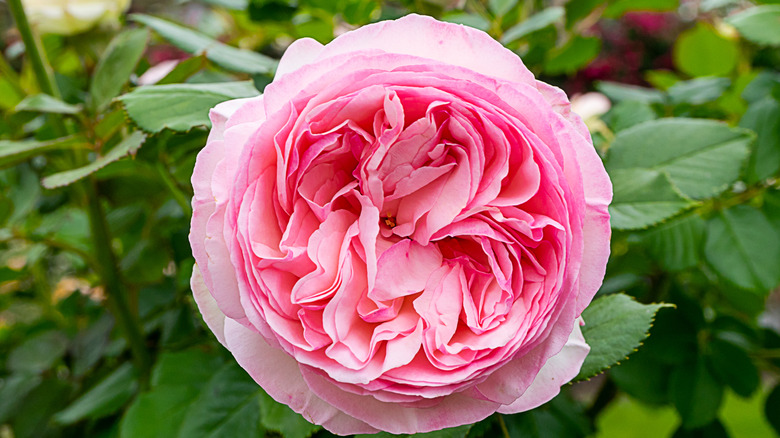 pink centifolia rose