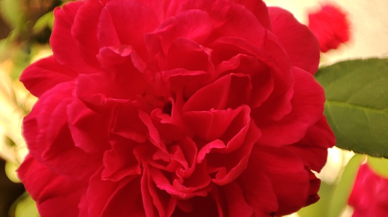 red chinese rose