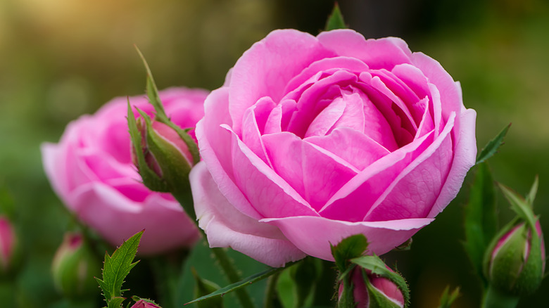 pink damask rose