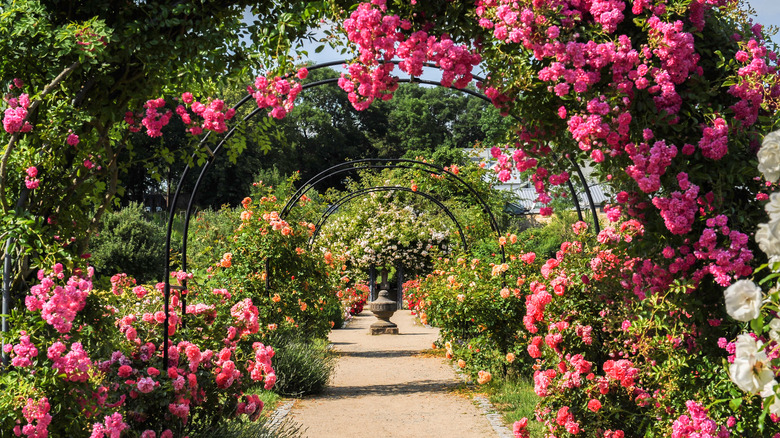 english roses on arches