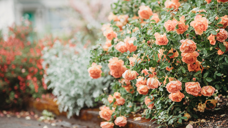 orange floribunda roses