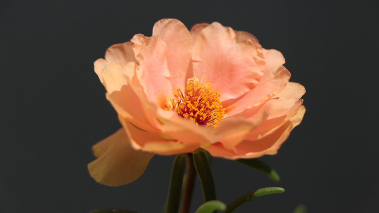 salmon grandiflora rose