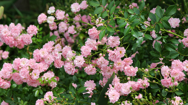 pale pink groundcover roses