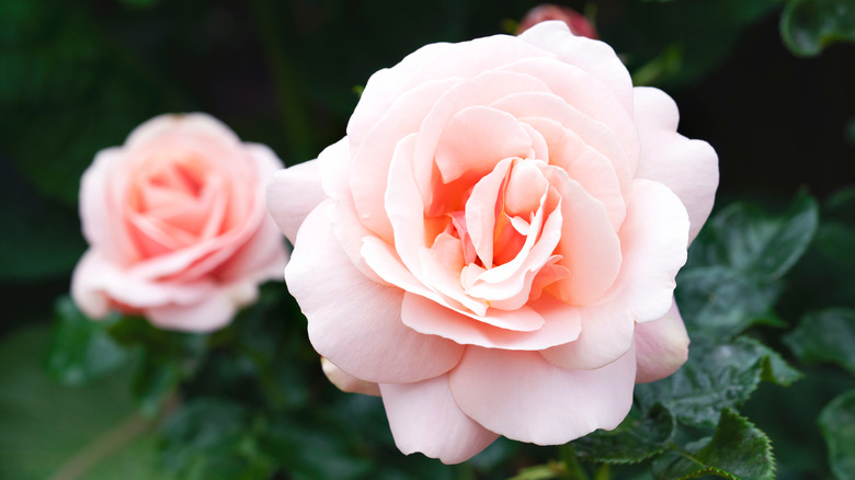 pink hybrid tea rose