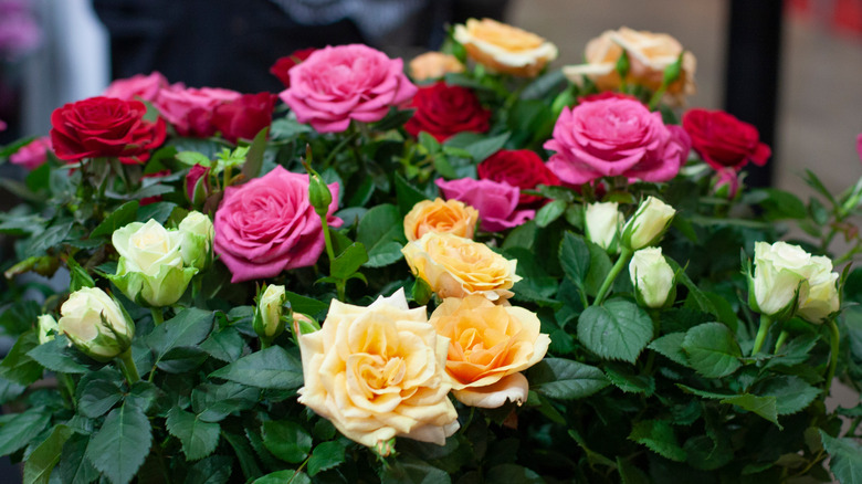 multicolor miniature roses