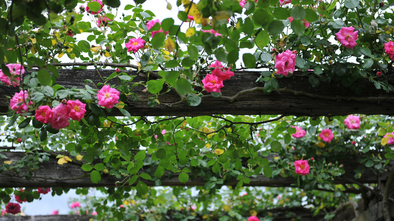 noisette roses on pergola