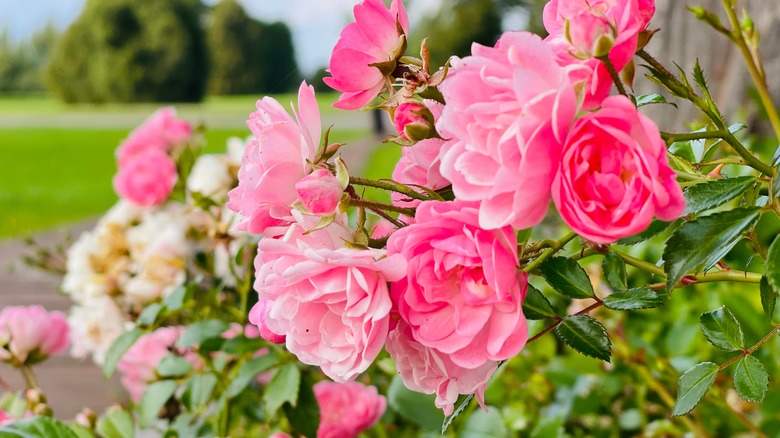 pink polyantha roses