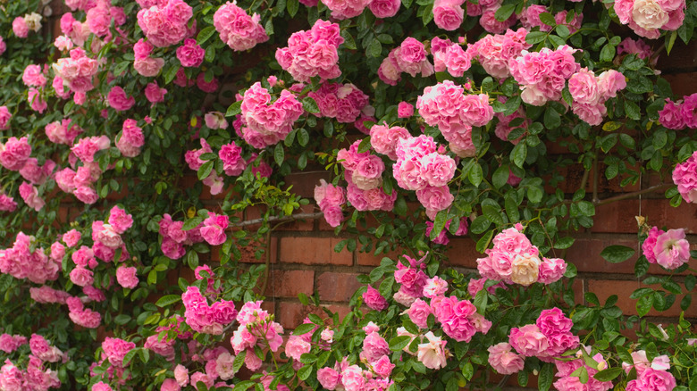 climbing rambling roses