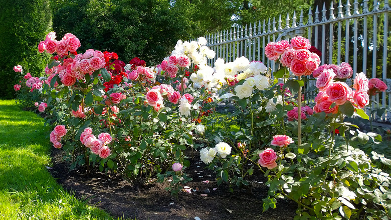 flowerbed with shrub roses