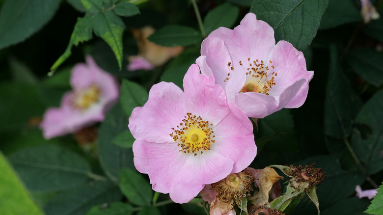 pink prairie rose