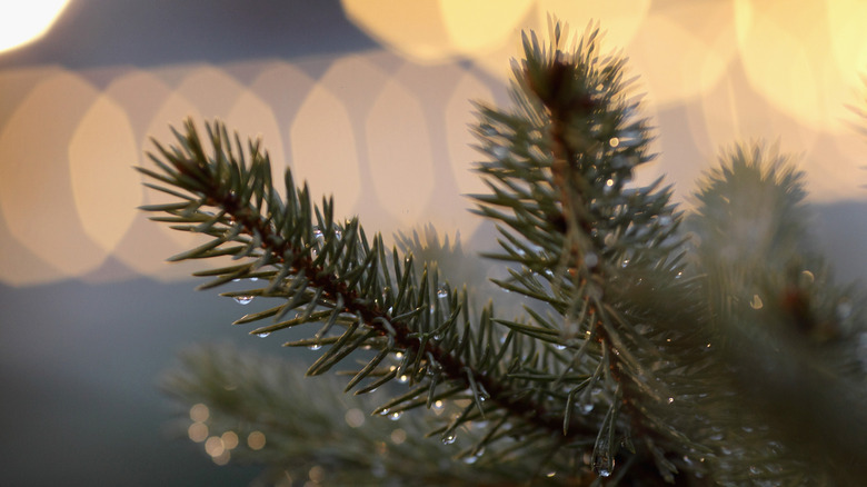 close up christmas tree needles 