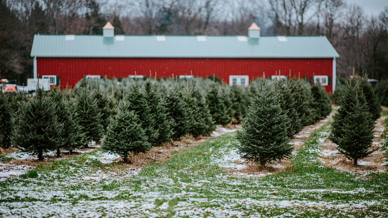 Christmas tree farm