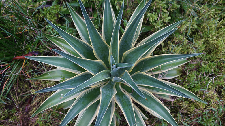 blue agave plant