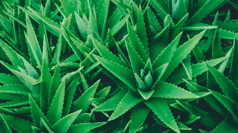 aloe vera leaves