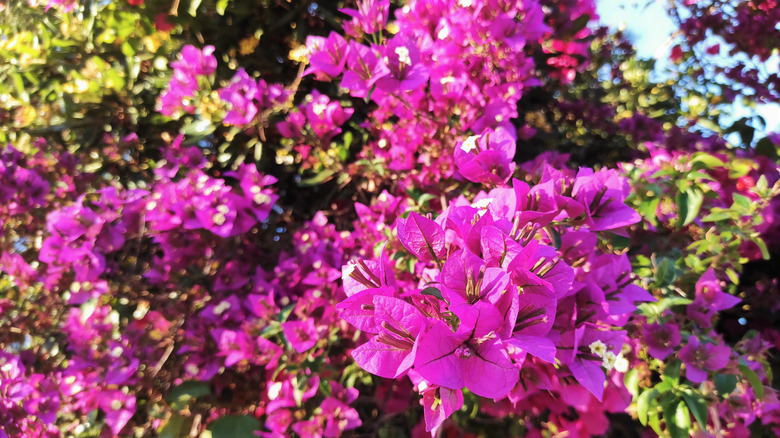 Brazil bougainvillea plants