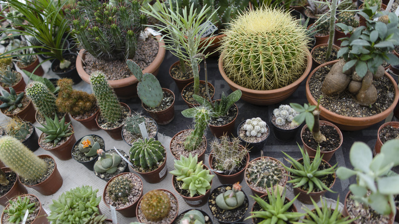 table of small cacti