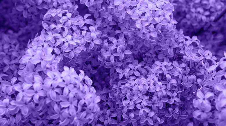 lilac flower blooms