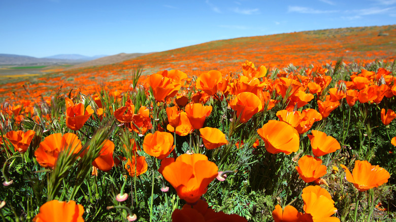 field of california poppies