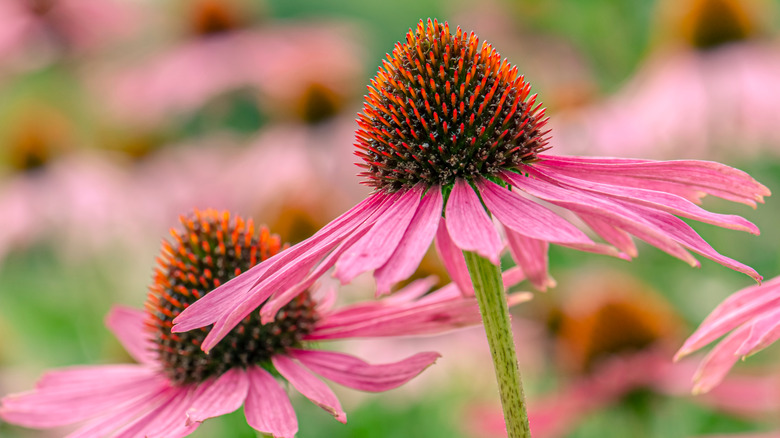 purple coneflower close up