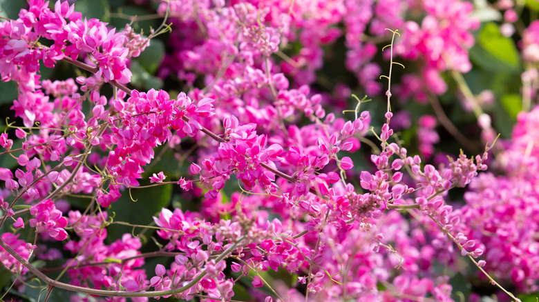 pink Mexican creeper coral vine