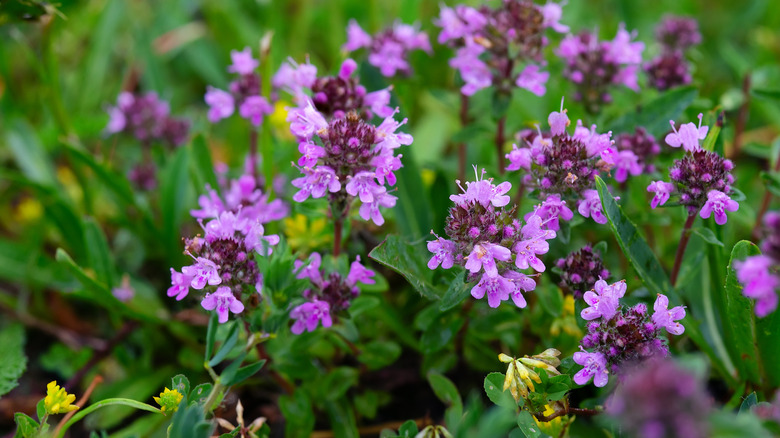 close up creeping thyme