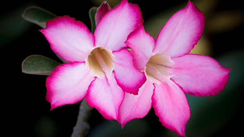 close up pink desert rose flowers