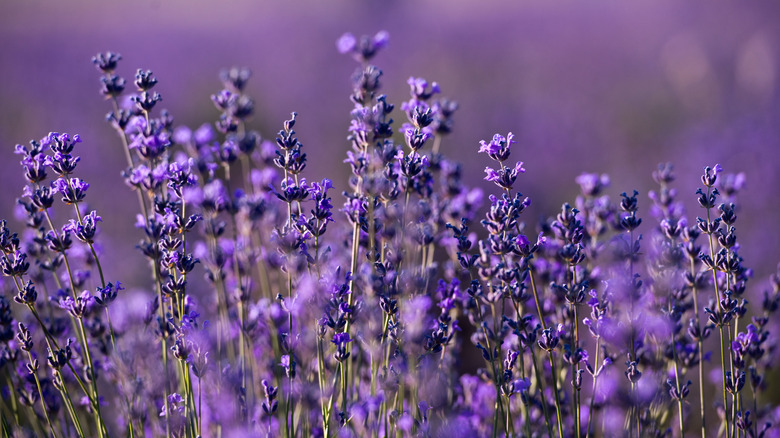 lavender field