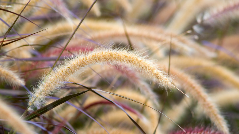 colorful fountain grasses