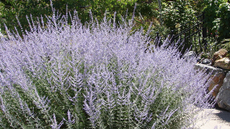 russian sage in bloom