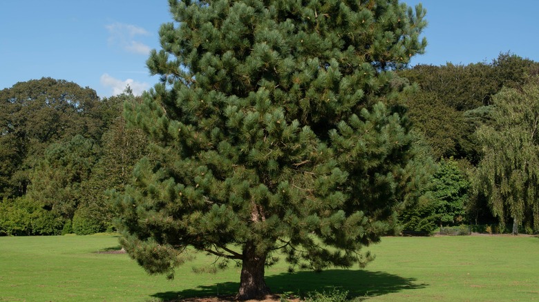 Landscape with Austrian pine tree