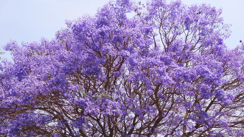 Blue Jacaranda trees blooming