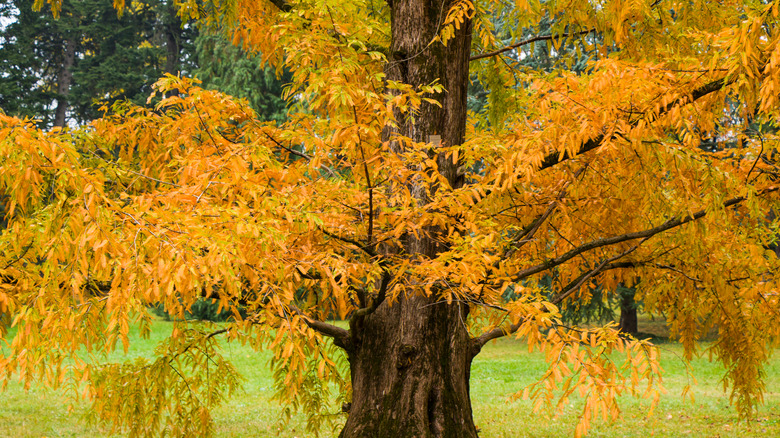 Closeup dawn redwood tree