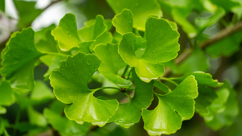 Closeup leaves of Ginkgo tree