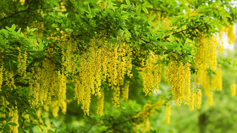 Hanging golden rain tree flowers