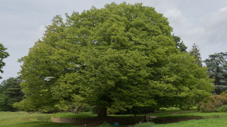 Japanese zelkova in Somerset garden