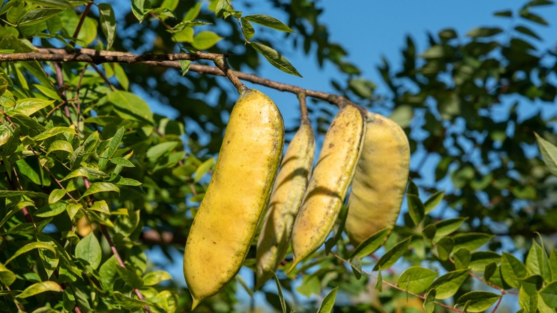 Kentucky coffeetree bearing yellow fruit