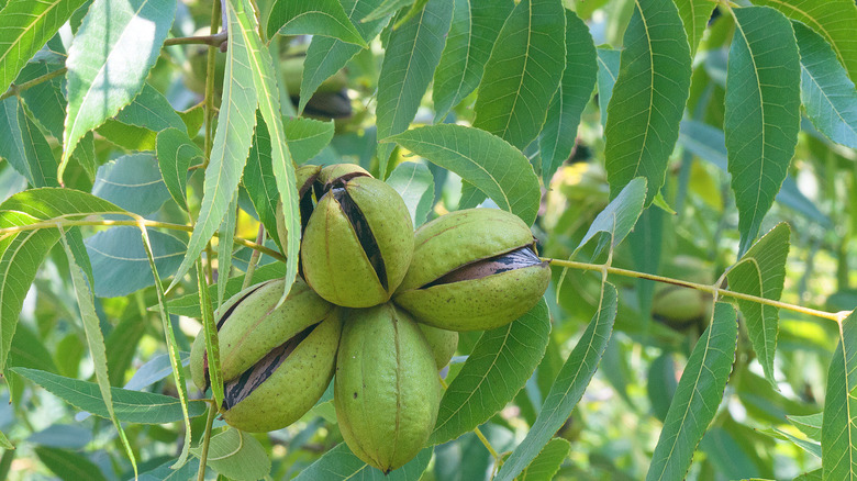 Pecans ripening on the tree