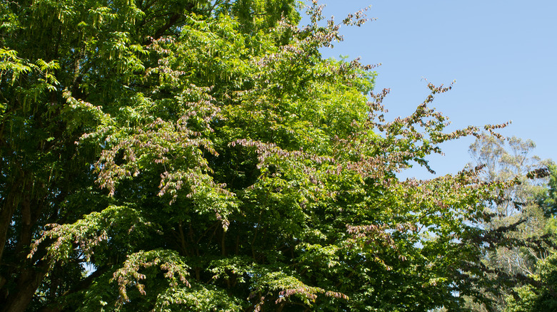 Persian ironwood trees