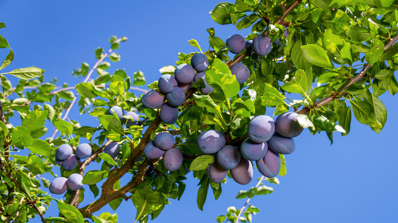 Purple plums on the branch