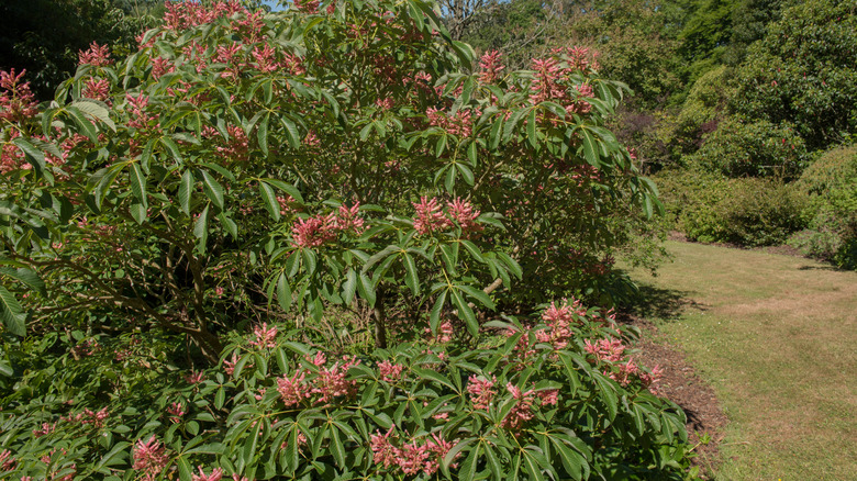 Red buckeye in Devon garden