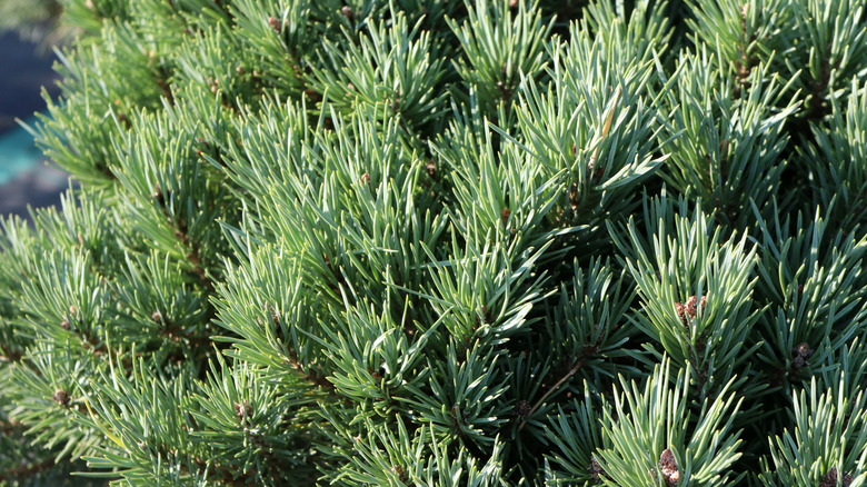 Closeup Scotch pine needles